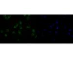 HDGF Antibody in Immunocytochemistry (ICC/IF)