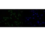 HDGF Antibody in Immunocytochemistry (ICC/IF)