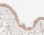 HDGF Antibody in Immunohistochemistry (Paraffin) (IHC (P))