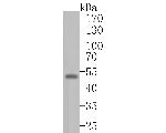 WIPI1 Antibody in Western Blot (WB)