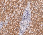 SUOX Antibody in Immunohistochemistry (Paraffin) (IHC (P))