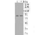 SUOX Antibody in Western Blot (WB)