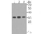 MED4 Antibody in Western Blot (WB)