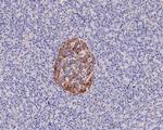 GNAS Antibody in Immunohistochemistry (Paraffin) (IHC (P))