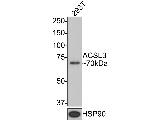 ACSL3 Antibody in Western Blot (WB)