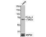 ACSL3 Antibody in Western Blot (WB)