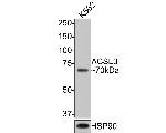 ACSL3 Antibody in Western Blot (WB)