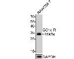 C1QBP Antibody in Western Blot (WB)