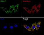 C1QBP Antibody in Flow Cytometry (Flow)