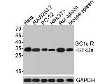 C1QBP Antibody in Western Blot (WB)