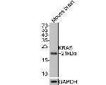 K-Ras Antibody in Western Blot (WB)