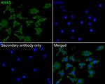 K-Ras Antibody in Immunocytochemistry (ICC/IF)