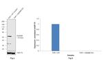 GSDMD Antibody