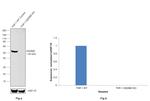 GSDMD Antibody