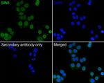 MAPKAP1 Antibody in Immunocytochemistry (ICC/IF)