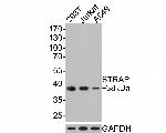 STRAP Antibody in Western Blot (WB)