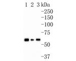 AMPK alpha-2 Antibody in Western Blot (WB)