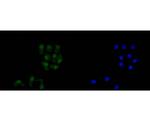 AMPK alpha-2 Antibody in Immunocytochemistry (ICC/IF)