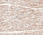 AMPK alpha-2 Antibody in Immunohistochemistry (Paraffin) (IHC (P))