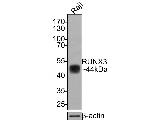 RUNX3 Antibody in Western Blot (WB)