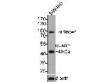 RUNX3 Antibody in Western Blot (WB)