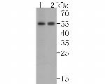 IL11RA Antibody in Western Blot (WB)