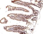 NCoR1 Antibody in Immunohistochemistry (Paraffin) (IHC (P))