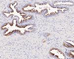 PSMA Antibody in Immunohistochemistry (Paraffin) (IHC (P))