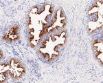 PSMA Antibody in Immunohistochemistry (Paraffin) (IHC (P))