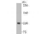 PSMA Antibody in Western Blot (WB)