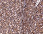 UCHL3 Antibody in Immunohistochemistry (Paraffin) (IHC (P))