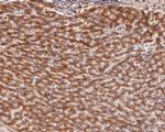 UCHL3 Antibody in Immunohistochemistry (Paraffin) (IHC (P))