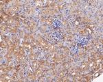 UCHL3 Antibody in Immunohistochemistry (Paraffin) (IHC (P))