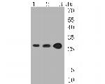 UCHL3 Antibody in Western Blot (WB)