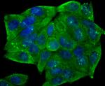 CD146 Antibody in Immunocytochemistry (ICC/IF)