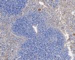 Vinculin Antibody in Immunohistochemistry (Paraffin) (IHC (P))