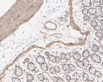 Vinculin Antibody in Immunohistochemistry (Paraffin) (IHC (P))