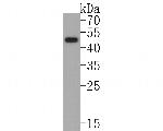 FOXA2 Antibody in Western Blot (WB)