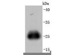 GFP Antibody in Western Blot (WB)