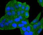 IL-1 beta Antibody in Immunocytochemistry (ICC/IF)