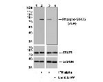 Phospho-STAT5 alpha (Tyr694) Antibody in Western Blot (WB)