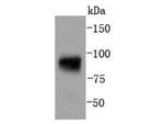 Phospho-STAT5 alpha (Tyr694) Antibody in Western Blot (WB)