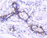 EpCAM Antibody in Immunohistochemistry (Paraffin) (IHC (P))