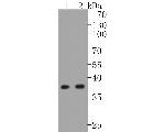 EpCAM Antibody in Western Blot (WB)