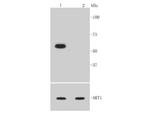 Phospho-AKT1 (Ser473) Antibody in Western Blot (WB)