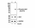 Phospho-AKT1 (Ser473) Antibody in Western Blot (WB)