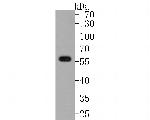 Phospho-AKT1 (Ser473) Antibody in Western Blot (WB)