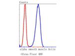 Alpha-Smooth Muscle Actin Antibody in Flow Cytometry (Flow)