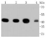 Alpha-Smooth Muscle Actin Antibody in Western Blot (WB)