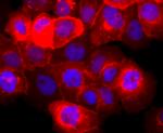 EGFR Antibody in Immunocytochemistry (ICC/IF)